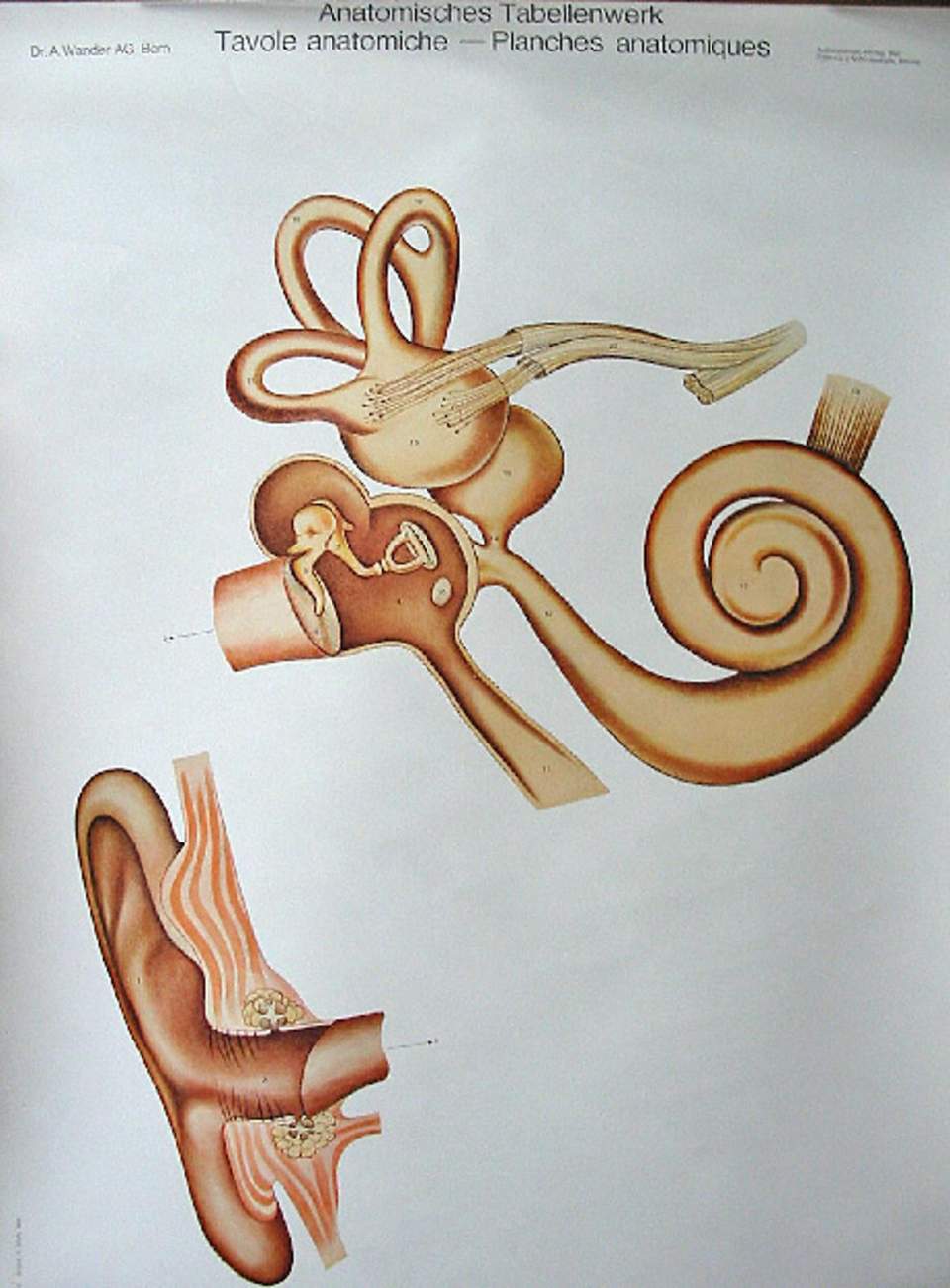 Schulwandbild von Dr. A. Wander AG