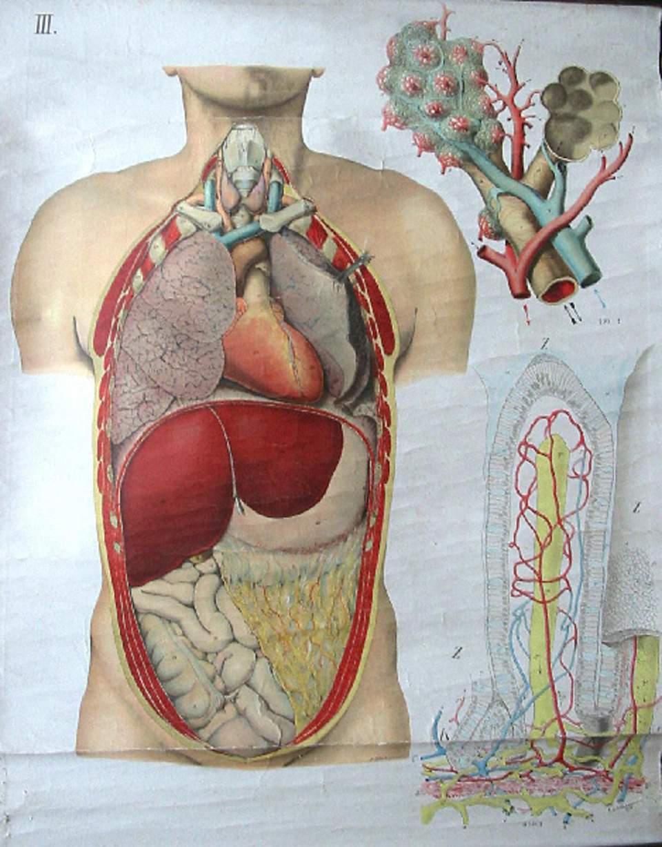Schulwandbild von Dr. med. A. Fiedler und Dr. med. E. Hoelemann