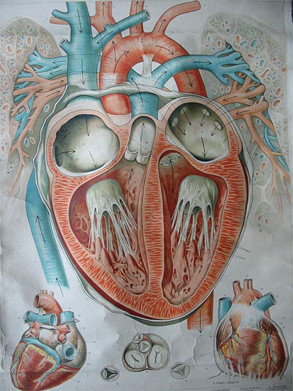 Schulwandbild von Dr. med. A. Fiedler