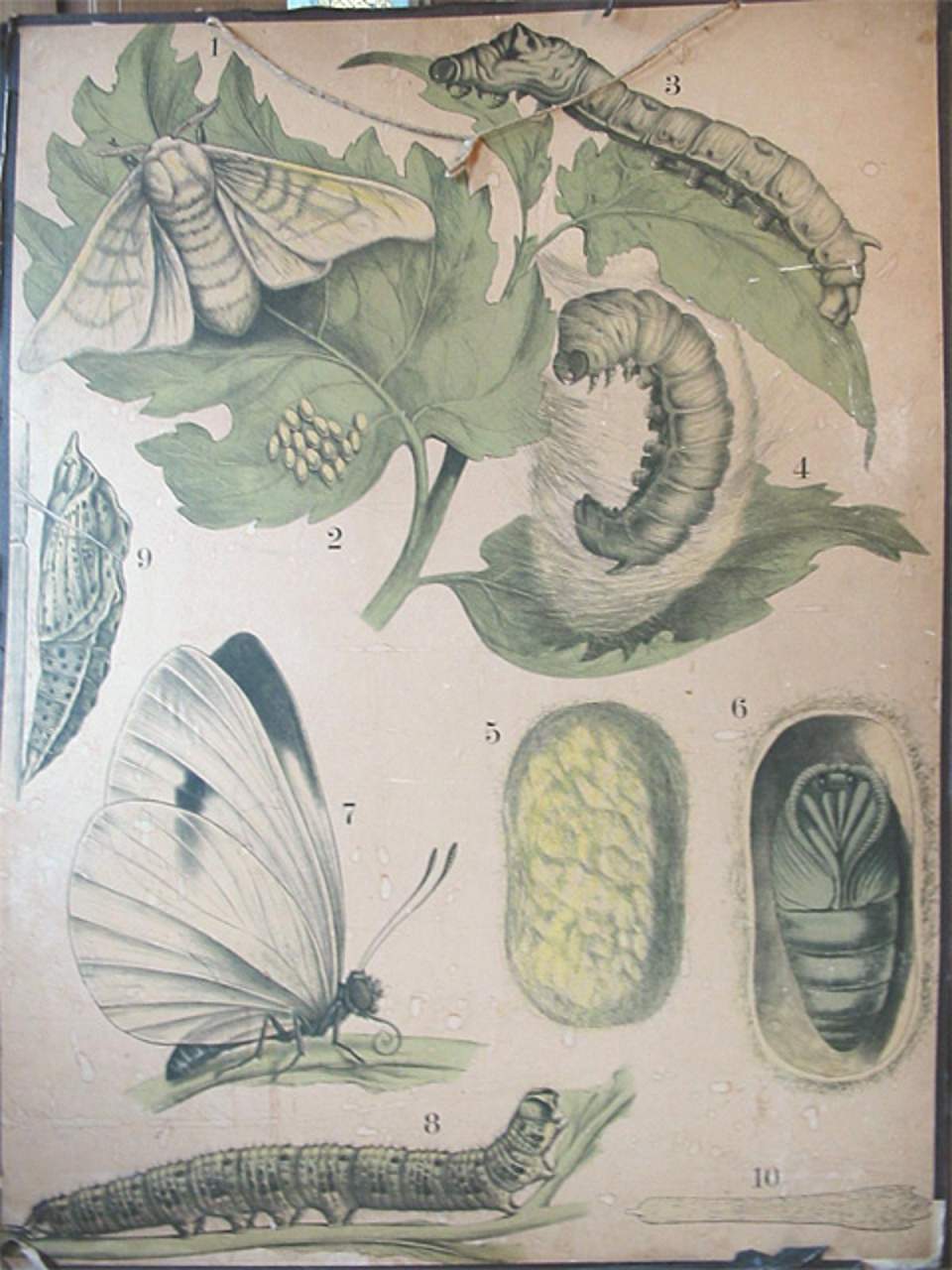 Schulwandbild, Engleders Wandtafeln