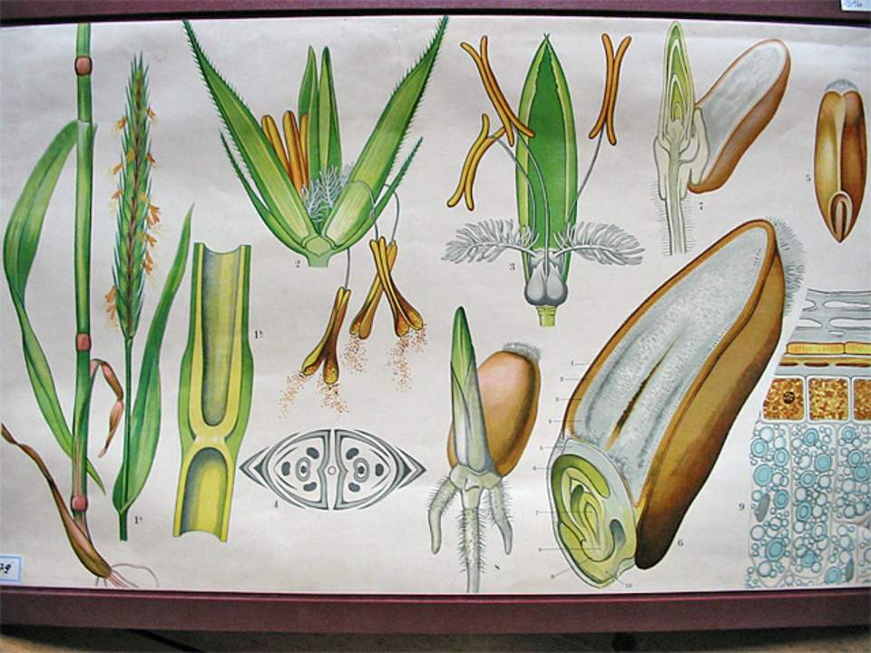 Schulwandbild von Dr. Täuber