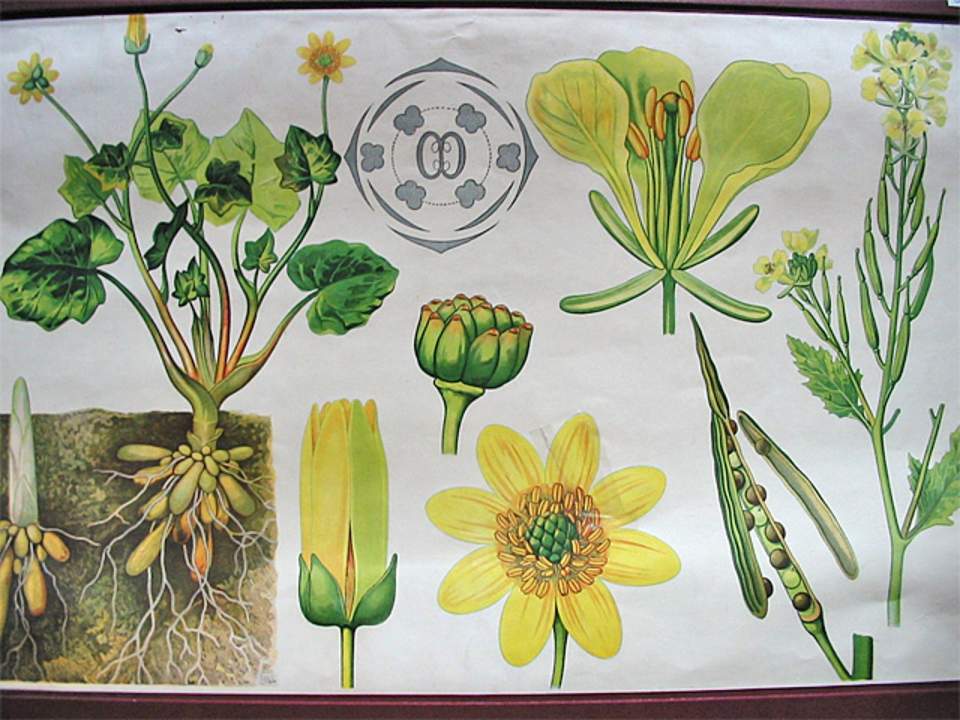 Schulwandbild von Dr. Täuber