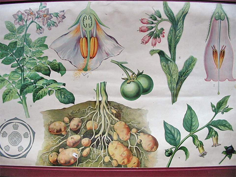 Schulwandbild von Dr. Täuber