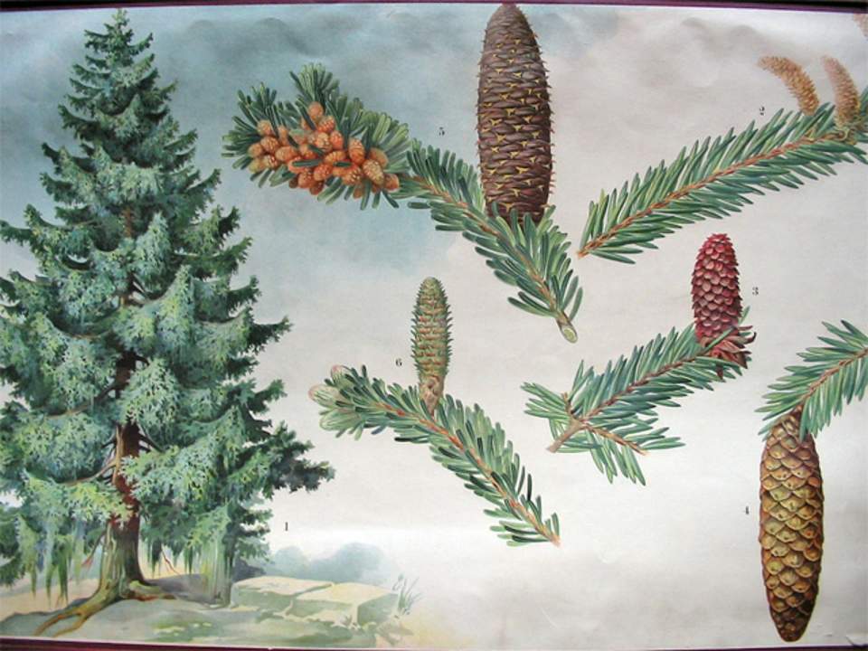 Schulwandbild von Dr. Täuber