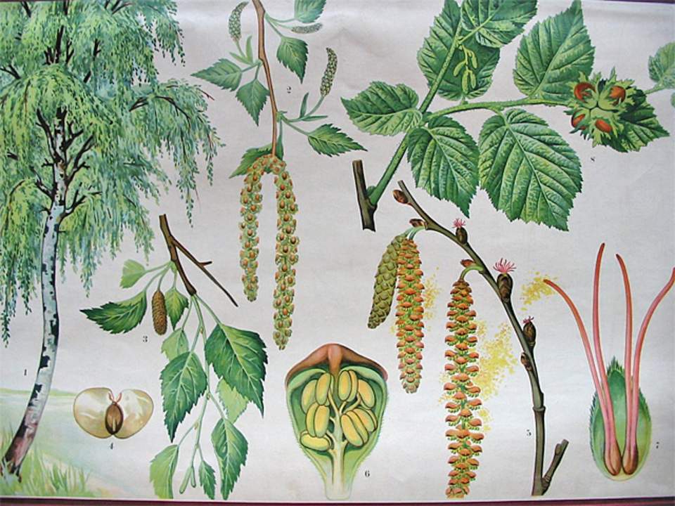 Schulwandbild von Dr. Täuber