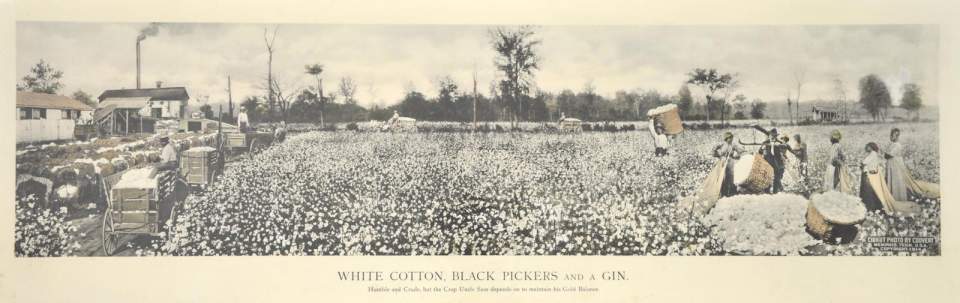 Fotografie: White Cotton Baumwolle