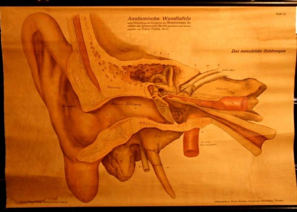 Schulwandbild, Wandkarte "Das menschliche Gehörorgan"