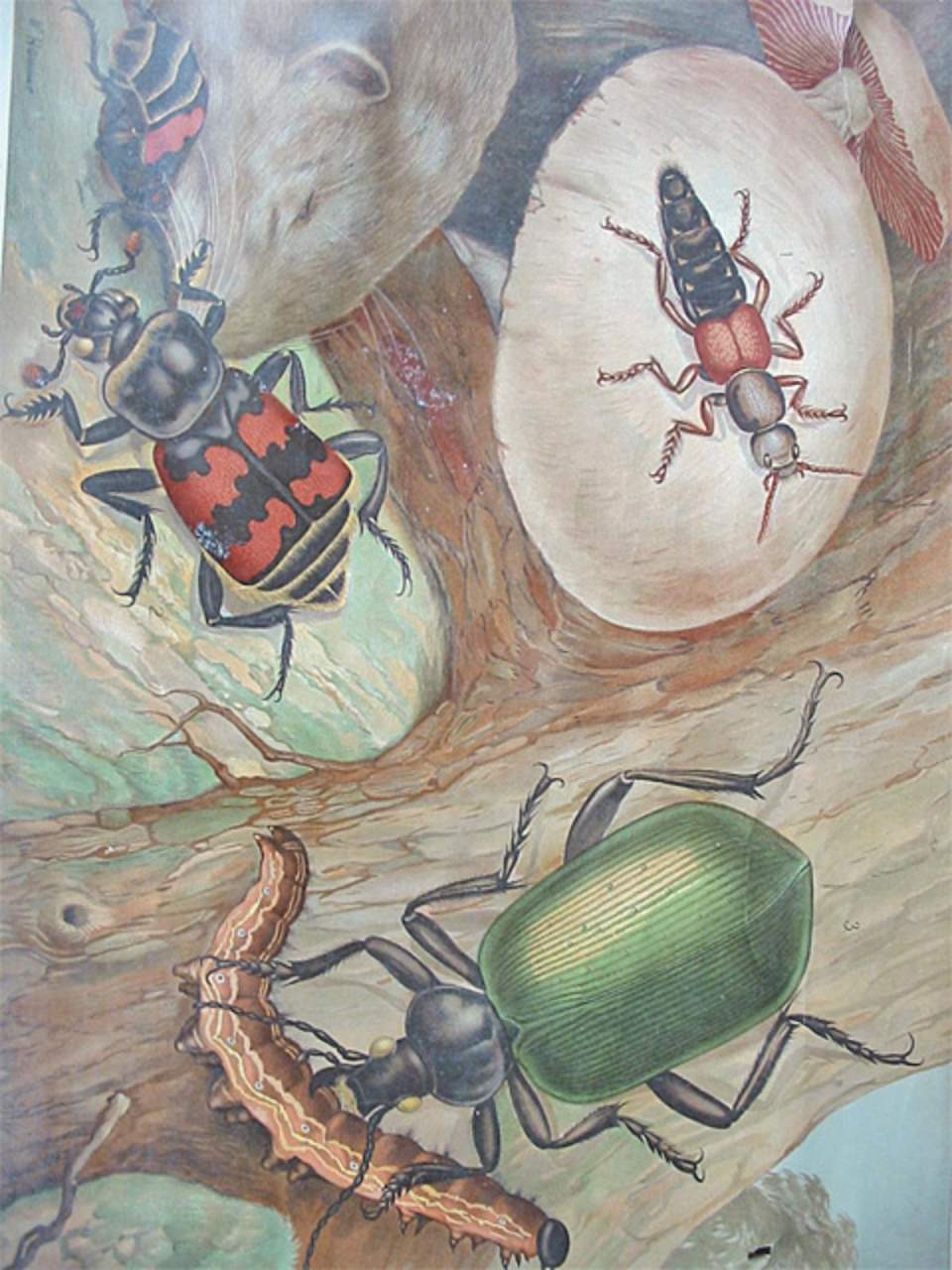 Schulwandbild von Adolf Lehmann