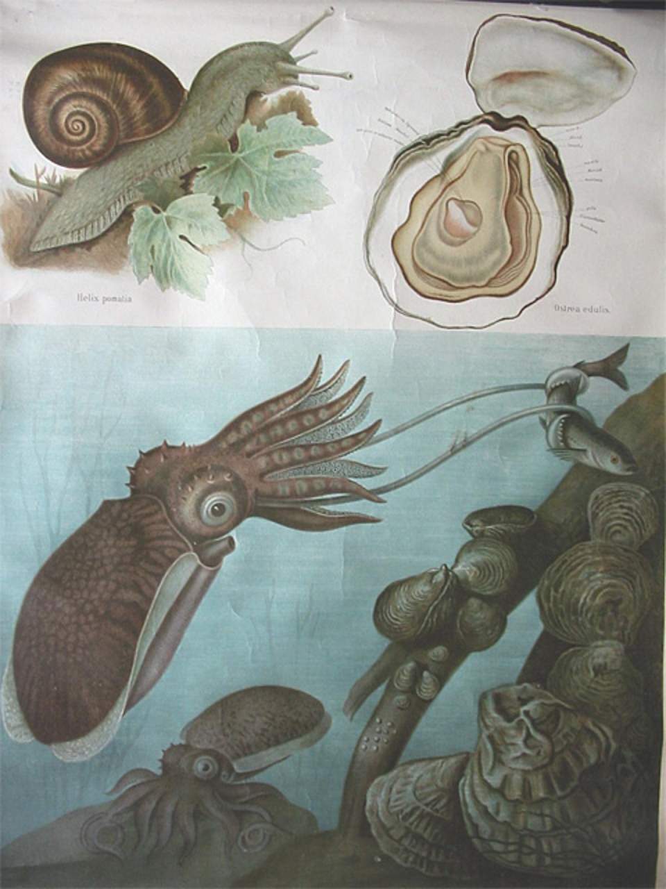 Schulwandbild von Adolf Lehmann