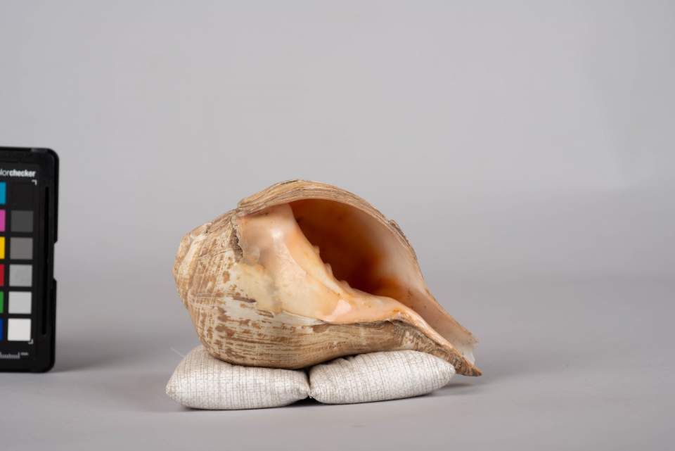 Schneckentrompete