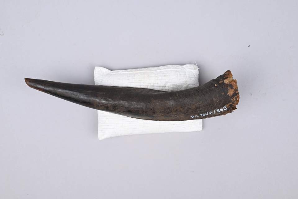 Horn