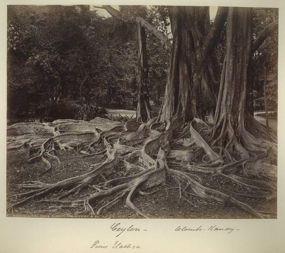 Fotografie Baum Ficus Elastica (Gummibaum), Ceylon