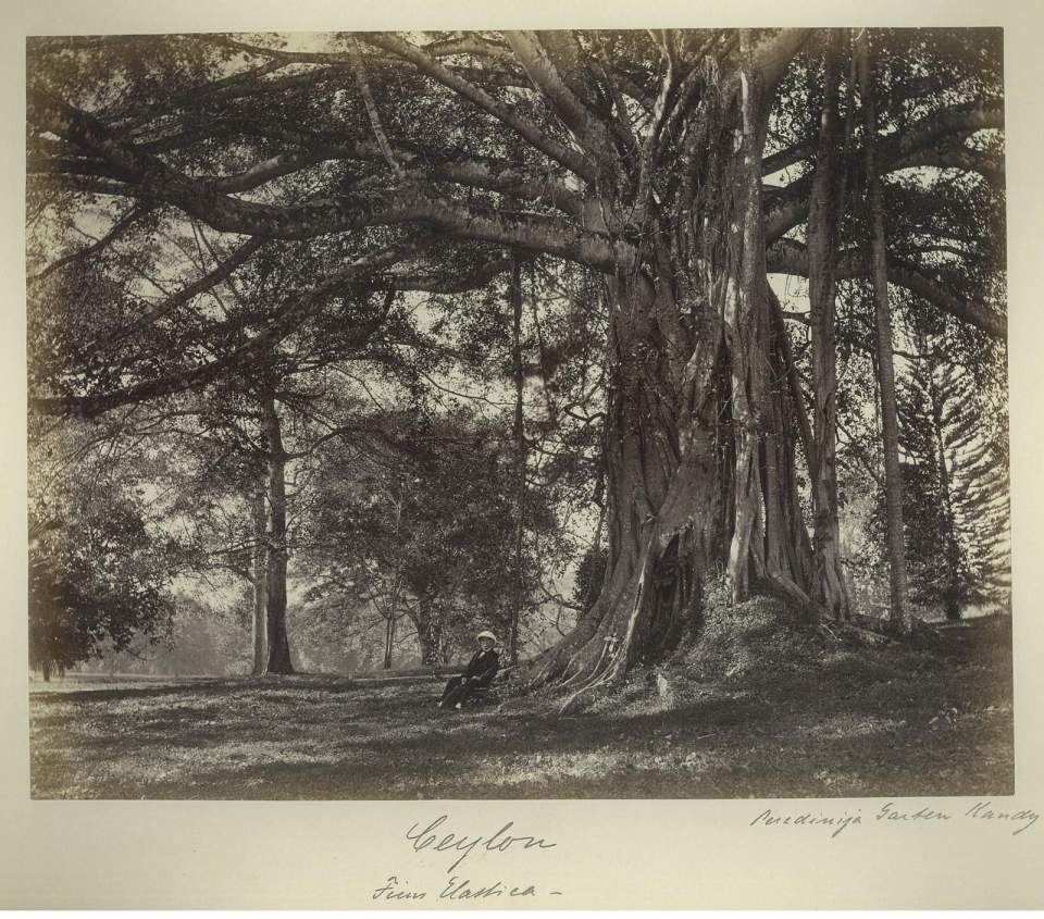 Fotografie Ficus Elastica (Gummibaum), Ceylon