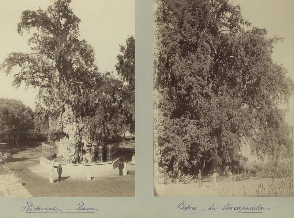 2 Fotografien, Historischer Baum, Cedern bei Otzcapozolco, Mexiko