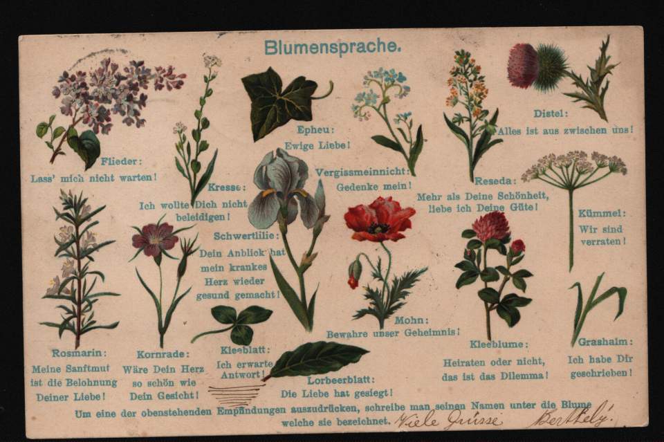 Postkarte Blumensprache