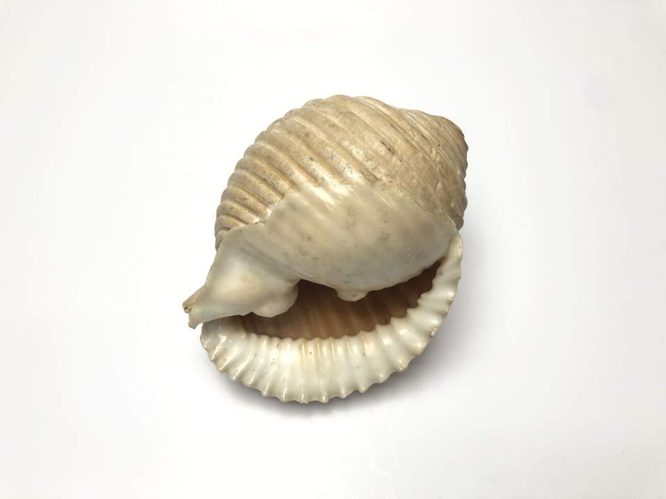 Pututu