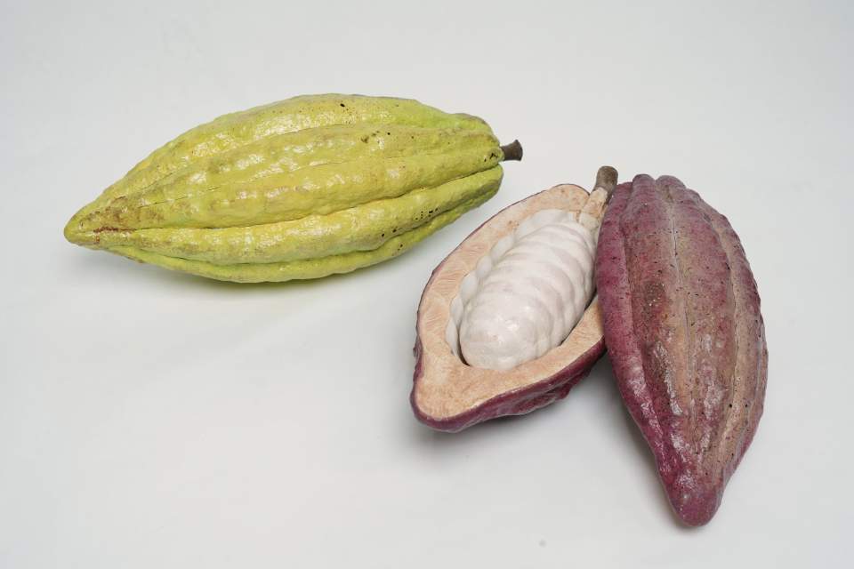 2 Modelle von Kakao-früchten